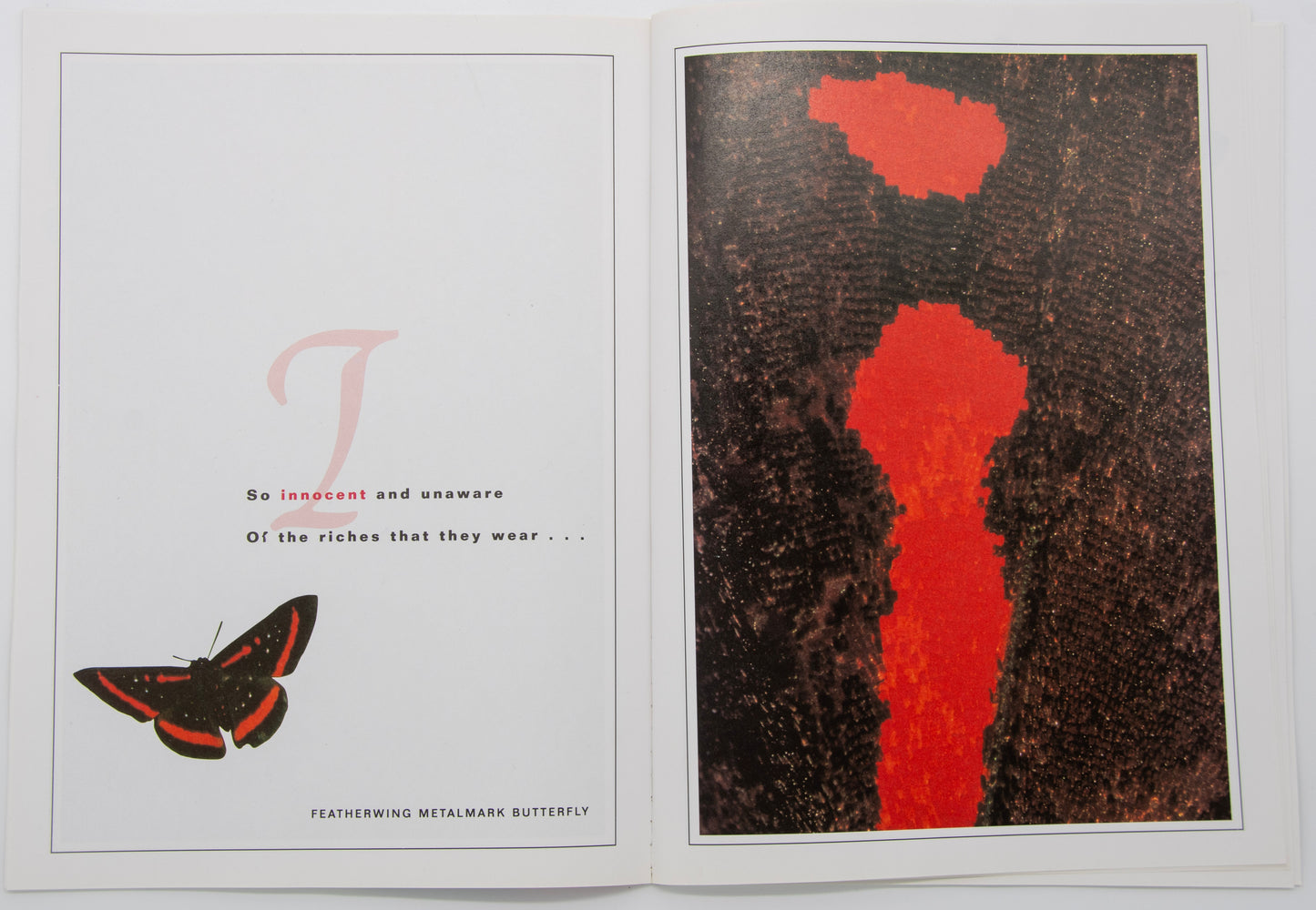 The Butterfly Alphabet Book