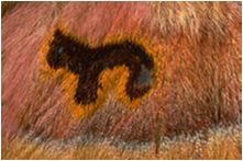 Detail of 'Dog' Design in Saturniid Silkworm Moth, West Africa
