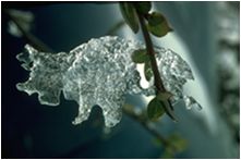 Rhinoceros, Leaf Image; Ice Sculpture, Virginia