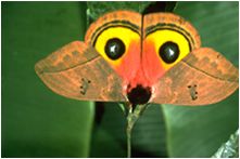 Surprise, Silk Worm Moth Saturniid Automeris Amazon