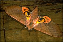 Here's Looking at You, Sphinx Moth, Sphingidae, New Caledonia