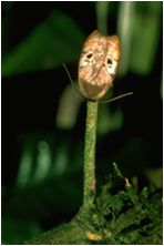 Stalked Face, Stenimidae: Rhodanassa IO Moth, Manaus, Amazon