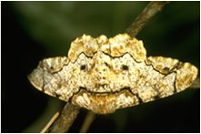 Smiling face, Geometridae: Biston Moth, Thailand