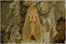 The Unhappy Little Moth, Tiger Moth, Arctidae: Diacrisia, New Guinea