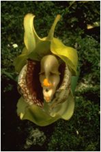 Hamlet's Skull, Orchid: Anguloa, Columbia