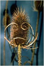 At the Ball Game, Teasel Seed, Dipsacus Syllvestris, Europe
