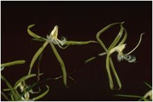 The Fencers, Epidendrum Orchid, Amazon
