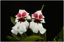 The Twins, Miltonia Orchid, Central America
